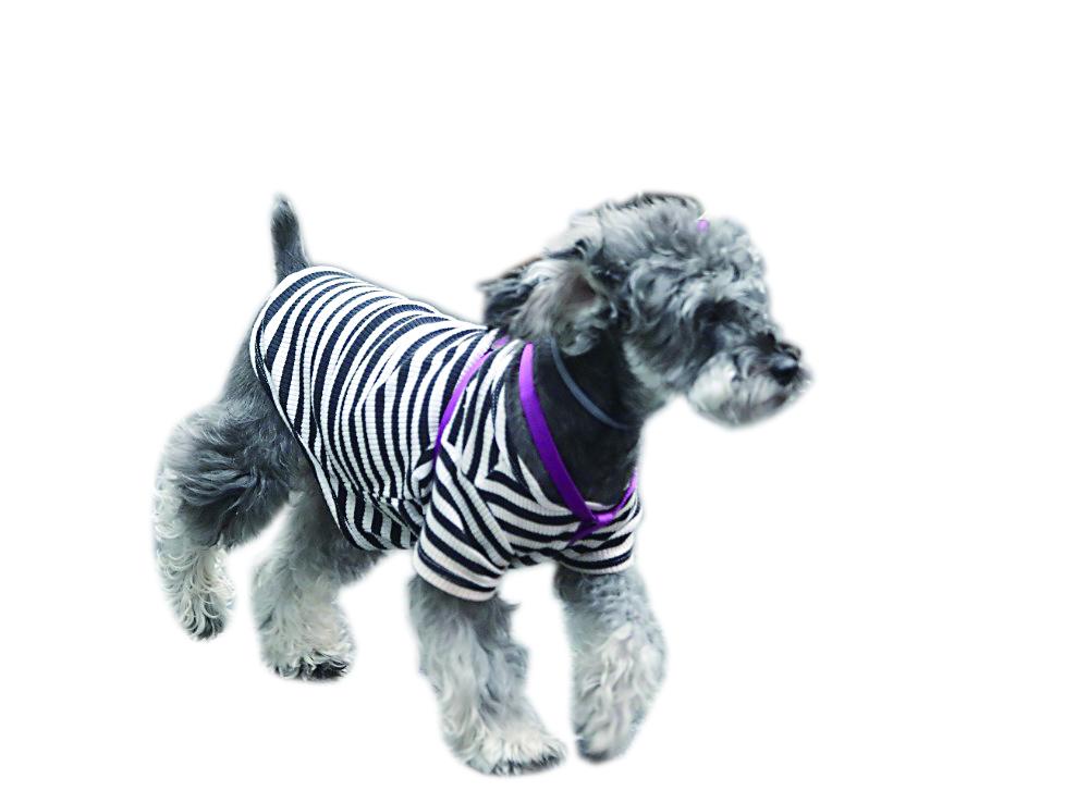 宠物剃刀不快是什么原因：探寻背后的真相